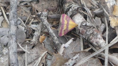 Pyrausta sanguinalis